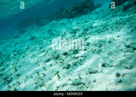 Picasso triggerfish in shallow Coral reef fuori del litorale della spiaggia Yejele in Tadine, Mare, Nuova Caledonia Foto Stock