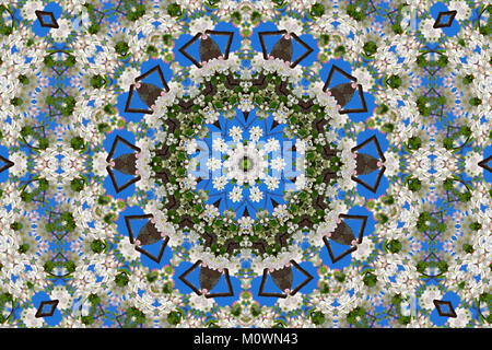 Abstract sullo sfondo di un disegno floreale di un caleidoscopio. bianco blu verde dello sfondo mandala frattali. astratta arabesque caleidoscopica. geometrica o Foto Stock