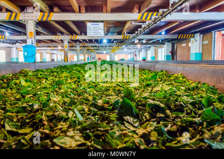 KANDY, SRI LANKA - febbraio 8: Tea leafs essiccamento in una linea di produzione di una fabbrica di tè. Febbraio 2017 Foto Stock