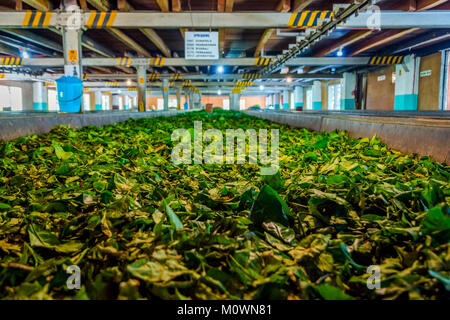 KANDY, SRI LANKA - febbraio 8: Tea leafs essiccamento in una linea di produzione di una fabbrica di tè. Febbraio 2017 Foto Stock