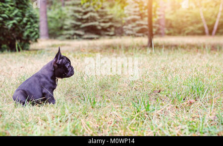 Cucciolo bulldog francese seduto sull'erba Foto Stock