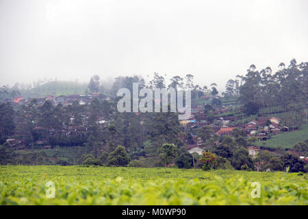 Insediamento nel Malabar la piantagione di tè, Kabupaten Bandung, West Java, Indonesia Foto Stock