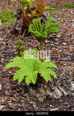 Nuovo e fresco Gunnera Manicata lascia emergente dal suolo anche noto come il rabarbaro cileno Foto Stock