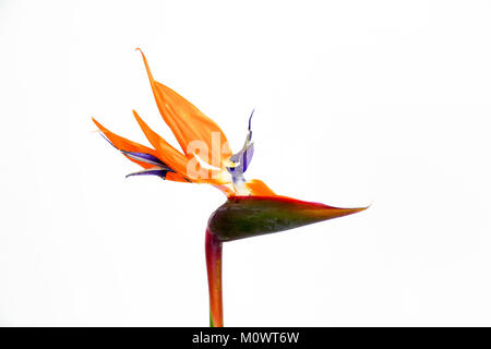 Bellissimo uccello del paradiso fiore (Strelitzia reginae) isolato in uno sfondo bianco. Foto Stock