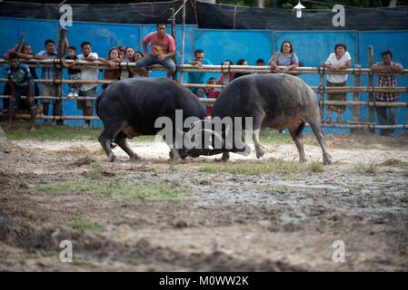 Thailandia, combattendo Buffalo (Bubalus bubalis), Combattimento Foto Stock