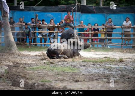 Thailandia, combattendo Buffalo (Bubalus bubalis), Combattimento Foto Stock