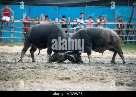 Thailandia, combattendo Buffalo (Bubalus bubalis), Combattimento Foto Stock
