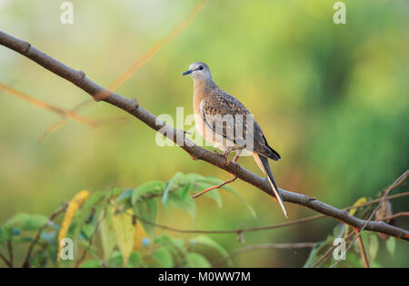 La colomba punteggiata è una piccola e un po' lunga-tailed pigeon che è un comune resident Breeding Bird in tutta la sua gamma nativo sul subcontinente indiano Foto Stock