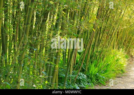 Francia,Alpes Maritimes,Antibes,Il Giardino Botanico di Villa Thuret,etichettato giardino sospeso e notevole Tree Foto Stock