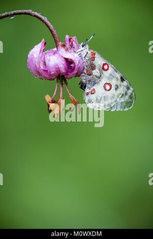 Francia, Alpes Maritimes, il Parco Nazionale del Mercantour, Roya Valley, Valle di Casterino, Mountain Apollo butterfly (Parnassius apollo) su un fiore di Martago Foto Stock