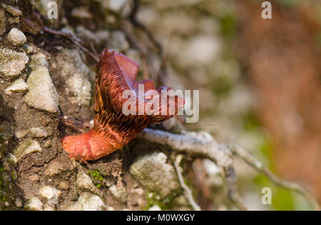 Brown slimecap, Chroogomphus rutilus, rame spike di funghi selvatici che crescono in foresta, Spagna Foto Stock