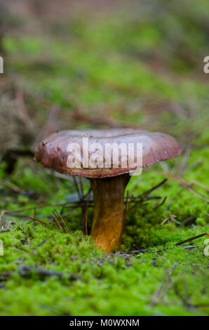 Brown slimecap, Chroogomphus rutilus, rame spike di funghi selvatici che crescono su MOSS, foresta, Spagna Foto Stock