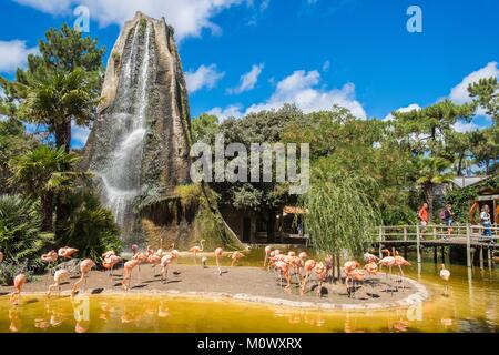 Francia, Charente Maritime, la Palmyre zoo, fenicotteri Foto Stock