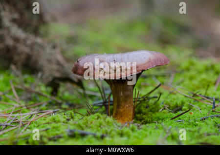 Brown slimecap, Chroogomphus rutilus, rame spike di funghi selvatici che crescono su MOSS, foresta, Spagna Foto Stock