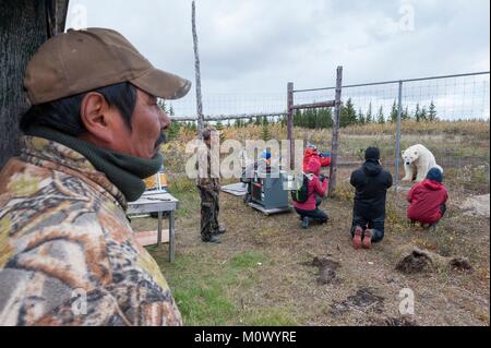 Canada,Manitoba Provincia,della Baia di Hudson,Nanuk Polar Bear Lodge,Turisti dietro una recinzione guardando un orso polare (Ursus maritimus) free roaming Foto Stock