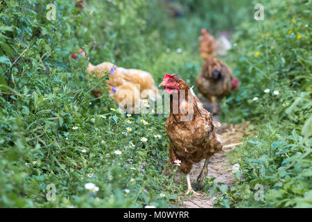 Alimentazione galline sulla tradizionale aia rurale a giornata di sole. Dettaglio della testa di gallina. Seduta di polli nel pollaio. Close up di pollo in piedi sul cantiere di granaio Foto Stock