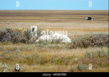 Canada, Manitoba Provincia, la Baia di Hudson, orso polare (Ursus maritimus), femmina e il suo cucciolo Foto Stock