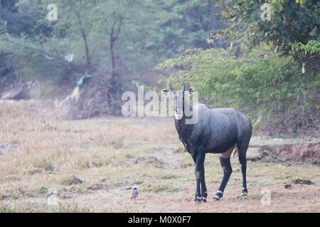 India Rajasthan, il Parco nazionale di Ranthambore, Nilgai o il bull blu (Boselaphus tragocamelus), maschio adulto Foto Stock