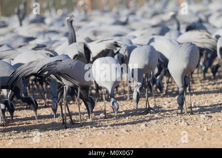 India Rajasthan, deserto di Thar, Kichan, villaggio di Marwari communuty Jain, sono state alimentando ogni inverno dal 1970 la Demoiselle gru (grus vi Foto Stock