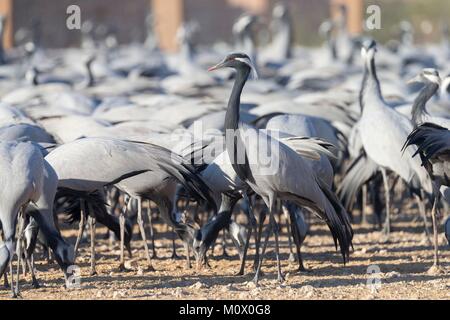 India Rajasthan, deserto di Thar, Kichan, villaggio di Marwari communuty Jain, sono state alimentando ogni inverno dal 1970 la Demoiselle gru (grus vi Foto Stock