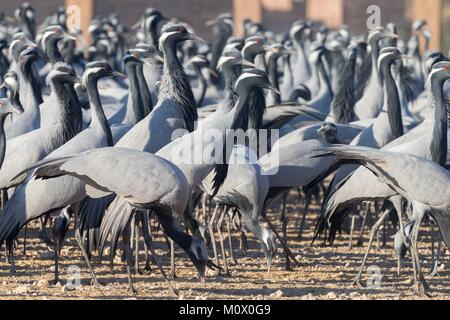 India Rajasthan, deserto di Thar, Kichan, villaggio di Marwari communuty Jain, sono state alimentando ogni inverno dal 1970 la Demoiselle gru (grus vi Foto Stock