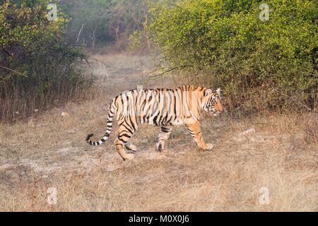 India Rajasthan, il Parco nazionale di Ranthambore, tigre del Bengala (Panthera tigris tigris), youngs, un anno di età Foto Stock