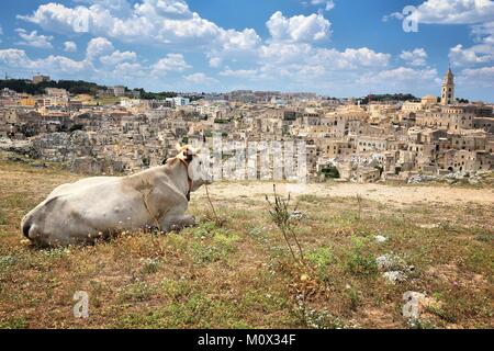 Mucca cercando su Matera, Italia. Quartieri sassi di roccia e grotta case. Foto Stock