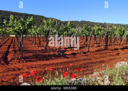 Puglia vigna - la vinificazione regione nella provincia di Bari, Italia. Foto Stock