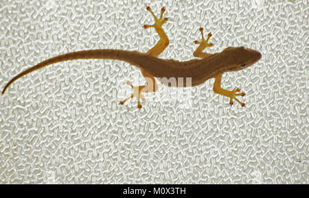 Bagno Gecko Foto Stock