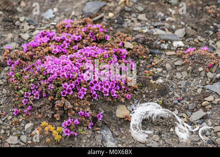 Sassifraga viola o in montagna (sassifraga Saxifraga oppositifolia) fiori selvatici fioritura sul terreno pietroso nella tundra artica. Spitsbergen Svalbard Norvegia Foto Stock