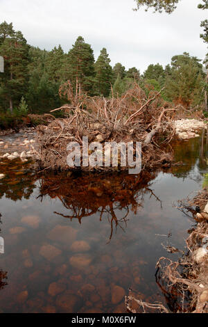 Alberi sradicati, parte dell'alluvione danni causati dalla tempesta Frank nel nord est della Scozia alla fine di dicembre, 2015 Foto Stock