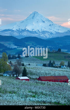 Tramonto su pera, mela, ciliegia, e altri frutteti della Hood River Valley con Del Monte Cofano torreggianti sopra. Oregon in primavera. Stati Uniti d'America Foto Stock