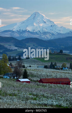 Tramonto su pera, mela, ciliegia, e altri frutteti della Hood River Valley con Del Monte Cofano torreggianti sopra. Oregon in primavera. Stati Uniti d'America Foto Stock