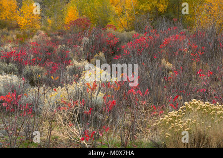 Un giardino selvaggio di piante lungo un streambed nel grande bacino deserto di Washington. Rabbitbrush, salvia, sumac e pioppi neri americani fanno per un colorato caduta. Foto Stock