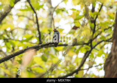 Collina comune Myena (Gracula religiosa) nelle foreste di Chikmagalur, India Foto Stock