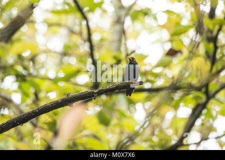 Collina comune Myena (Gracula religiosa) nelle foreste di Chikmagalur, India Foto Stock