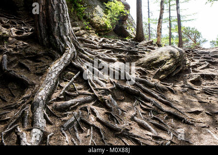 Molto vecchio albero dalla foresta ceca Foto Stock