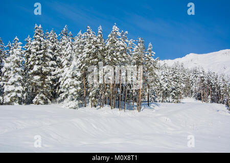 Pini coperti di neve Foto Stock