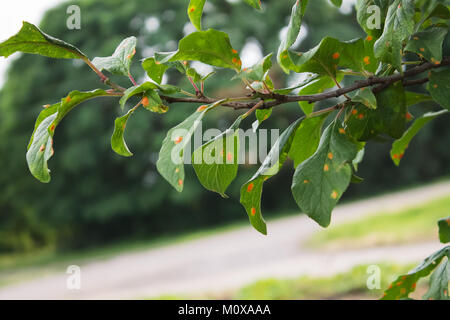 Foto naturali susino branche con foglie colpite dalla malattia Foto Stock