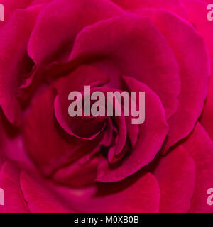 Una macro shot di una rosa rossa. Foto Stock