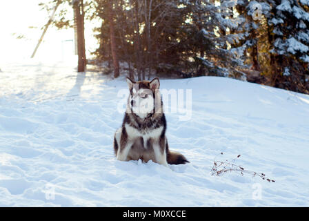 Gran birichino siberian husky cucciolo seduto nella neve Foto Stock