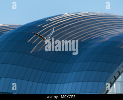 Seagull battenti di fronte Il Sage Gateshead concert hall oltre il fiume Tyne su Newcastle Gateshead Quayside Foto Stock