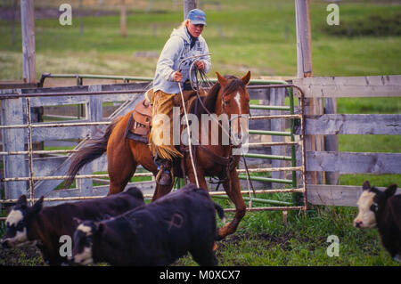 Ranch vicini con l aiuto di un allevamento bovino roundup e il branding in Sud Dakota. Foto Stock