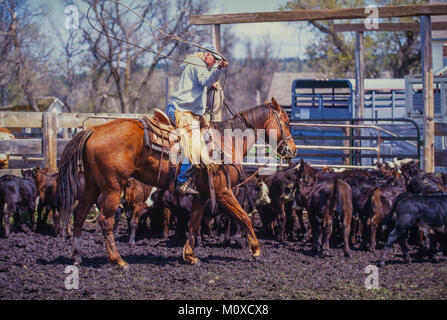 Ranch vicini con l aiuto di un allevamento bovino roundup e il branding in Sud Dakota. Foto Stock