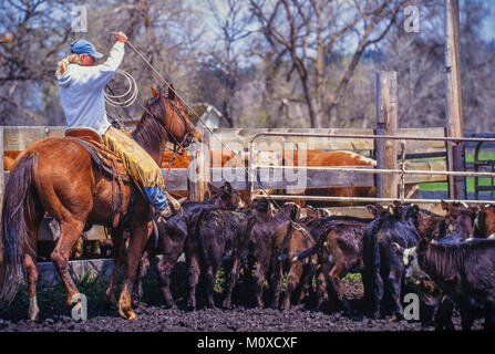 Ranch vicini con l aiuto di un allevamento bovino roundup e il branding in Sud Dakota. Foto Stock