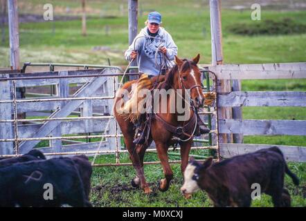 Ranch vicini con l aiuto di un allevamento bovino roundup e il branding in Sud Dakota. Foto Stock