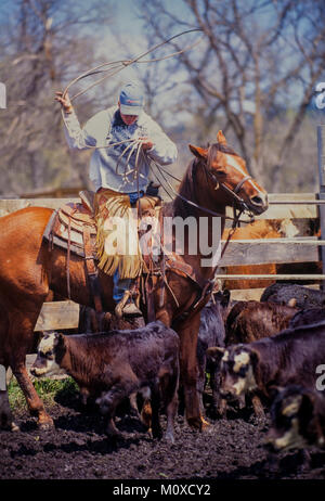 Ranch vicini con l aiuto di un allevamento bovino roundup e il branding in Sud Dakota. Foto Stock