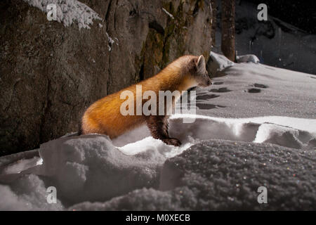 MAYNOOTH, Ontario, Canada - 22 Gennaio 2018: una martora (Martes americana), parte dell'Donnola famiglia / Mustelidae foraggi per il cibo. Foto Stock