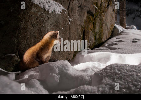 MAYNOOTH, Ontario, Canada - 22 Gennaio 2018: una martora (Martes americana), parte dell'Donnola famiglia / Mustelidae foraggi per il cibo. Foto Stock