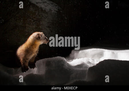 MAYNOOTH, Ontario, Canada - 22 Gennaio 2018: una martora (Martes americana), parte dell'Donnola famiglia / Mustelidae foraggi per il cibo. Foto Stock